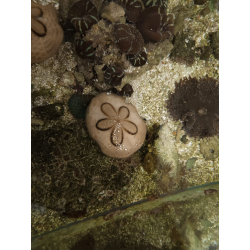 Clypeaster australasiae